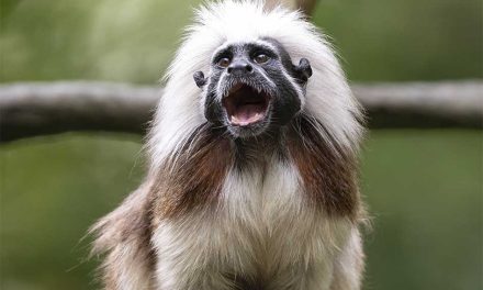 Tiny Primate, Unforgettable Hairdo: Discover the Cotton-Top Tamarin
