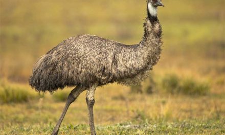 Big Bird, Fast Feet: Discover the Emu at Wild Florida