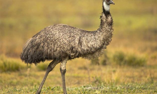 Big Bird, Fast Feet: Discover the Emu at Wild Florida