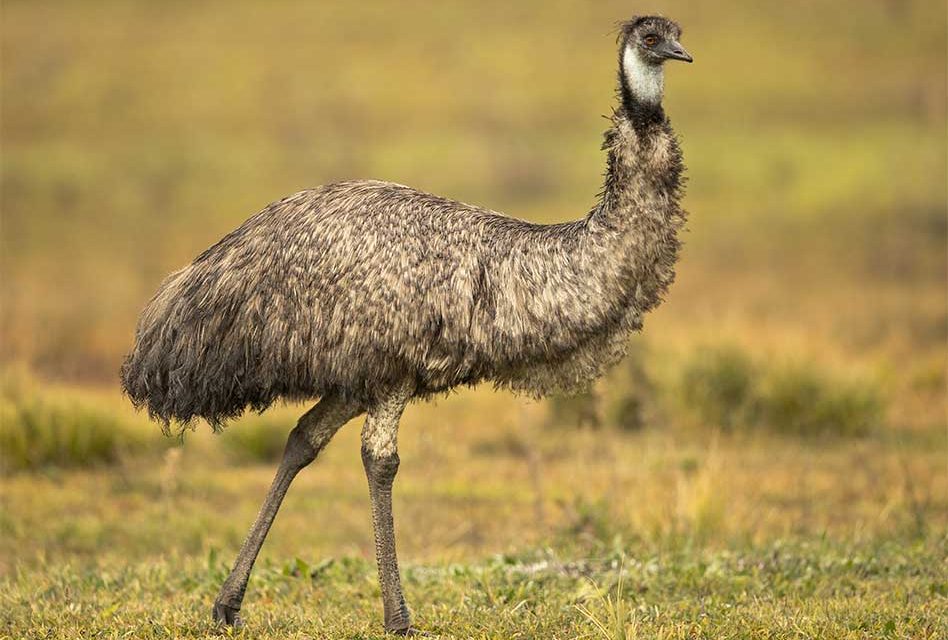 Big Bird, Fast Feet: Discover the Emu at Wild Florida