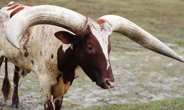 Now Those Are Horns! Meet the Watusi at Wild Florida’s Drive-Thru Safari