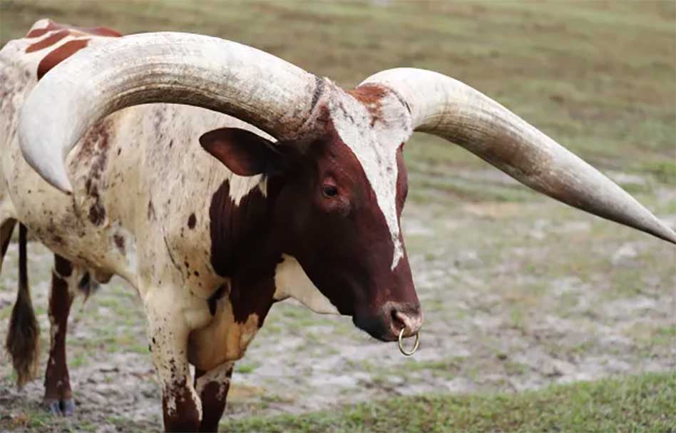 Now Those Are Horns! Meet the Watusi at Wild Florida’s Drive-Thru Safari