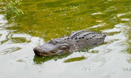 Wild Florida’s Gator Week Returns with Free Admission, Wild Events and Support for Osceola Students