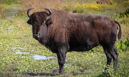 Meet an American Giant at Wild Florida’s Drive-Thru Safari