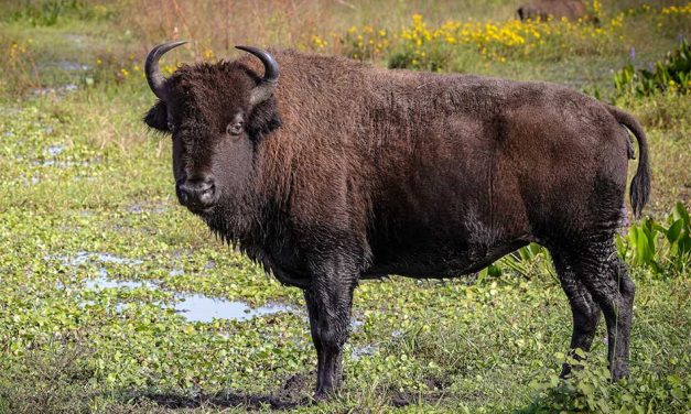 Meet an American Giant at Wild Florida’s Drive-Thru Safari