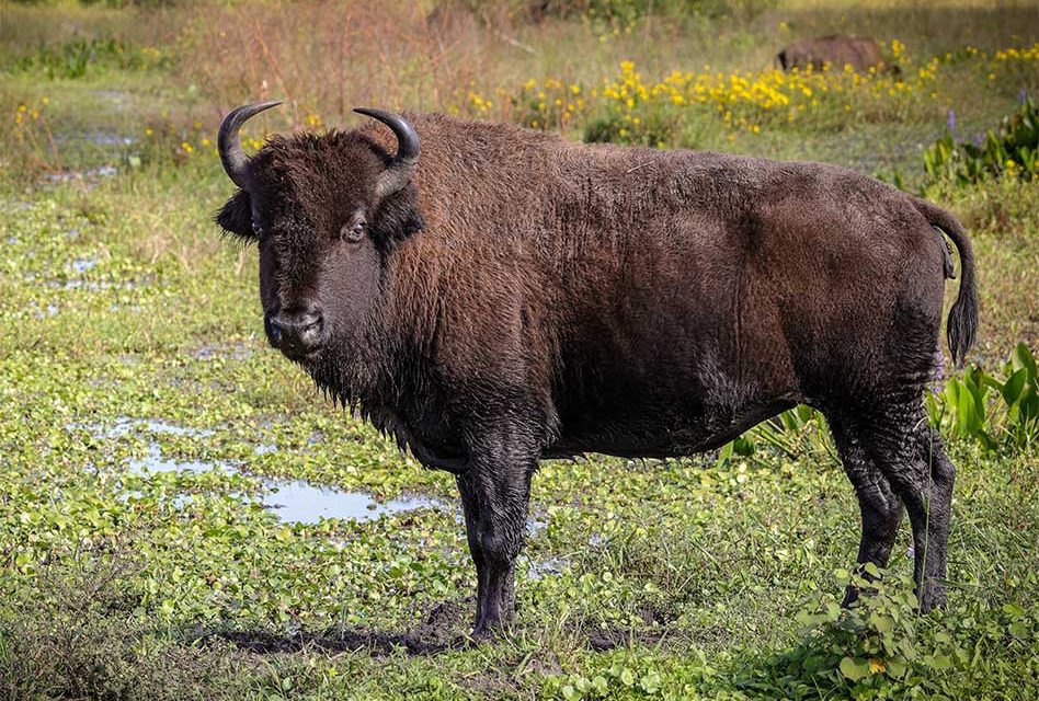 Meet an American Giant at Wild Florida’s Drive-Thru Safari