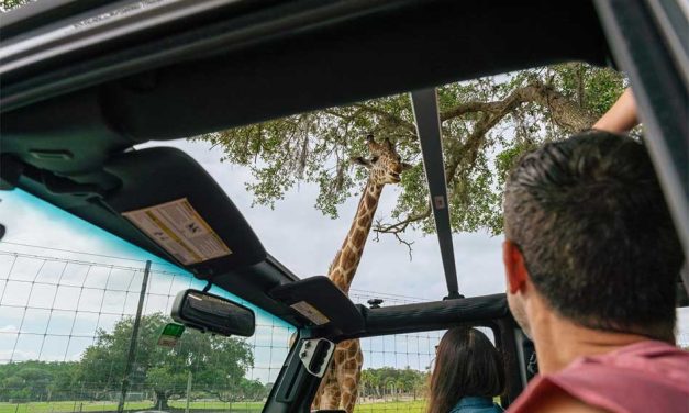 Buckle Up for One Last Summer Road Trip: Wild Florida Brings Back Drive-Thru Safari Carload Deal