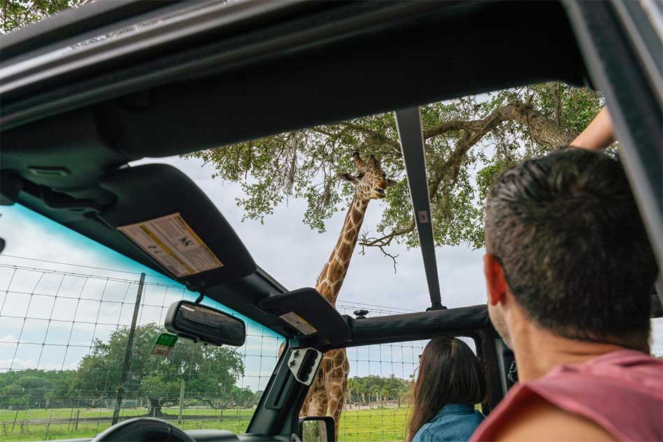 Buckle Up for One Last Summer Road Trip: Wild Florida Brings Back Drive-Thru Safari Carload Deal