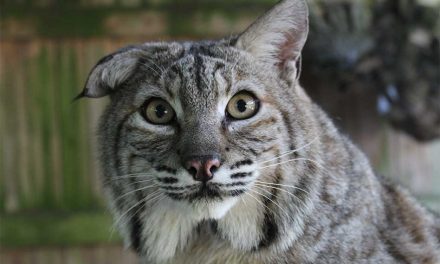 Wild, Native and Elusive: Meet the Florida Bobcat at Wild Florida