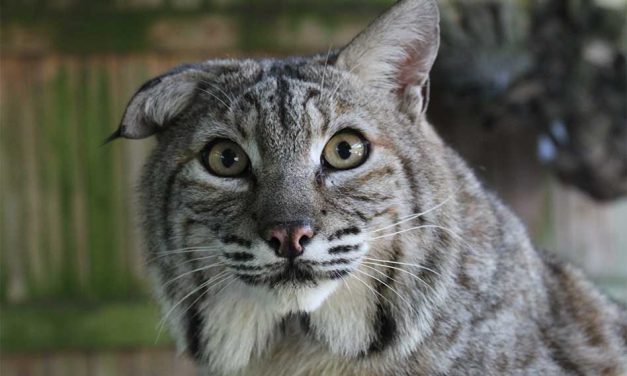 Wild, Native and Elusive: Meet the Florida Bobcat at Wild Florida