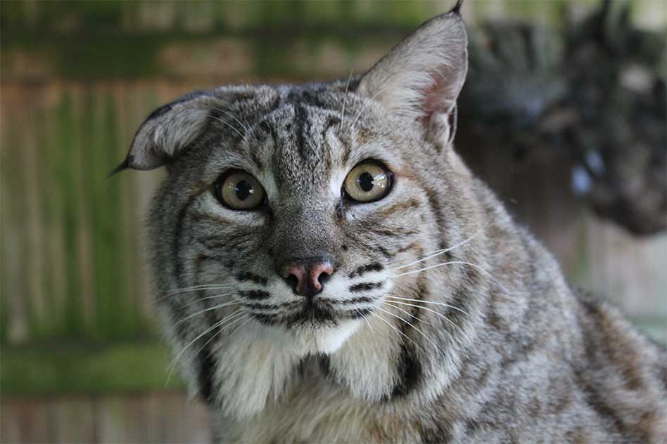 Wild, Native and Elusive: Meet the Florida Bobcat at Wild Florida