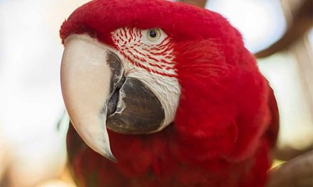 A Splash of Color Awaits: Meet the Macaws at Wild Florida