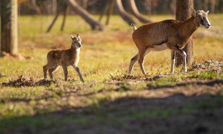 Those Horns Tell a Story: Meet the Mouflon Sheep at Wild Florida