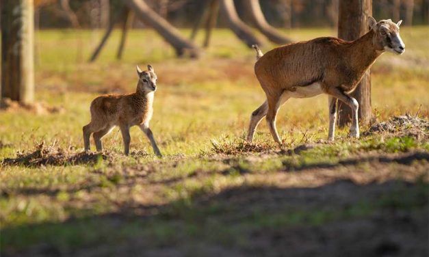 Those Horns Tell a Story: Meet the Mouflon Sheep at Wild Florida
