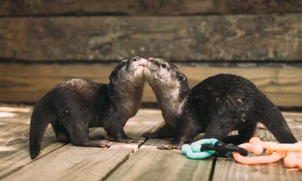 Small Paws, Big Personality: Meet the Asian Small-Clawed Otters at Wild Florida