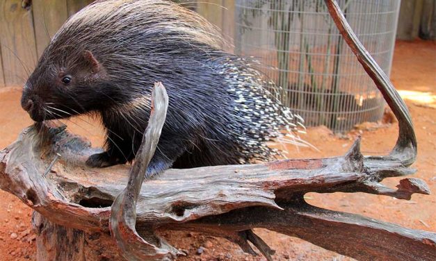 Meet One of Wild Florida’s Prickliest Residents: The African-Crested Porcupine