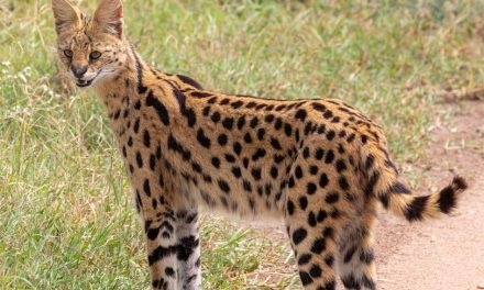 Built to Pounce: Discover the Remarkable Serval at Wild Florida