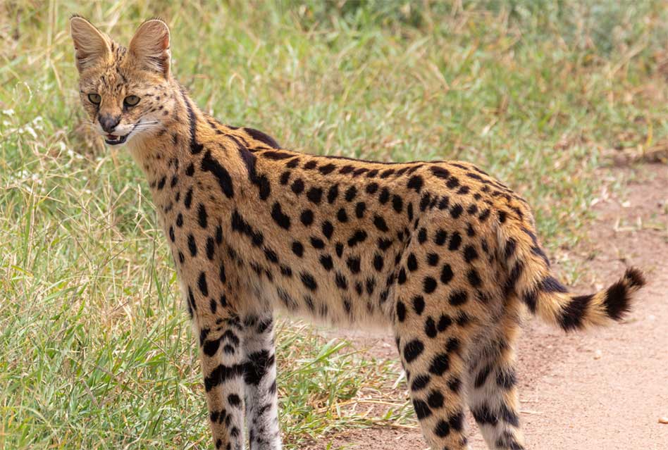 Built to Pounce: Discover the Remarkable Serval at Wild Florida