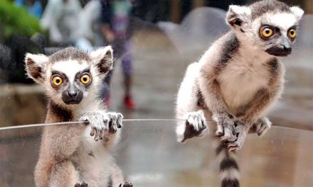 Those Stripes Are Hard to Miss: Meet the Ring-Tailed Lemurs at Wild Florida