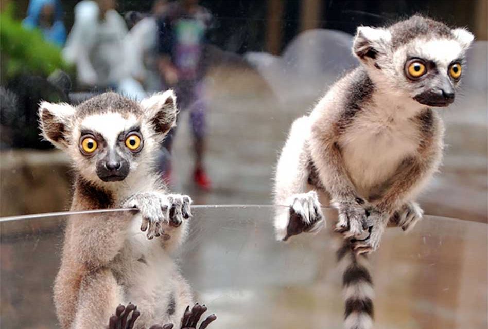 Those Stripes Are Hard to Miss: Meet the Ring-Tailed Lemurs at Wild Florida