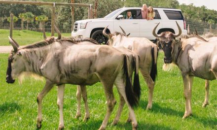 A Taste of the African Savanna Awaits at Wild Florida: Meet the Wildebeest