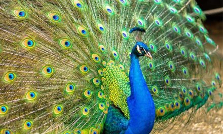 Put on a Show: Discover the Brilliant Peacocks at Wild Florida