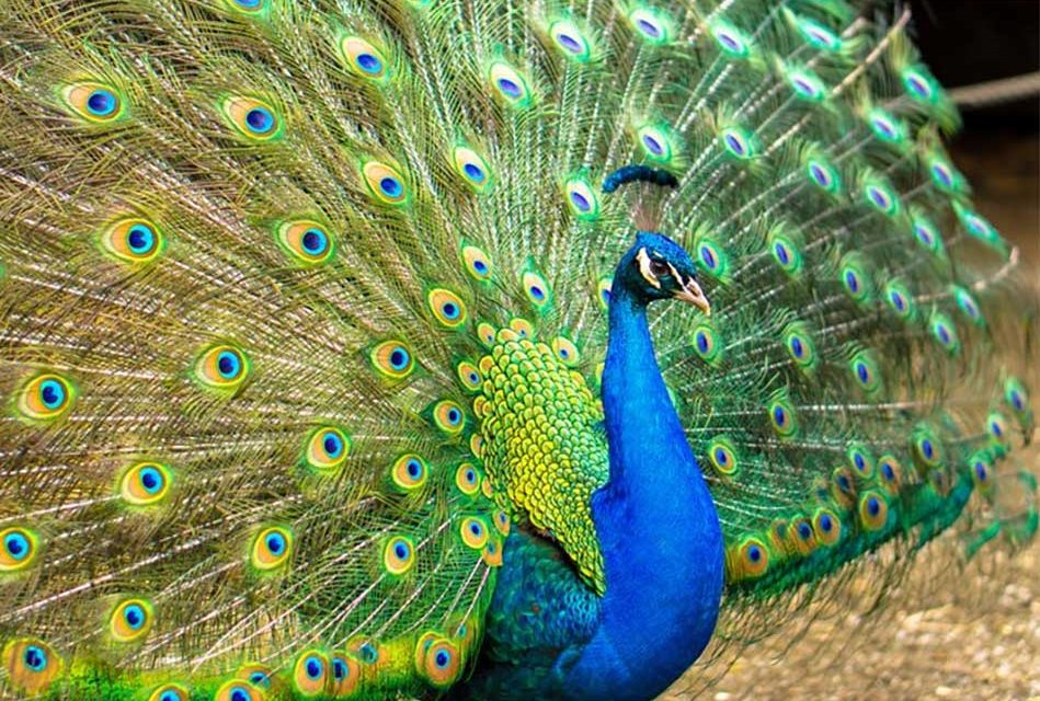 Put on a Show: Discover the Brilliant Peacocks at Wild Florida