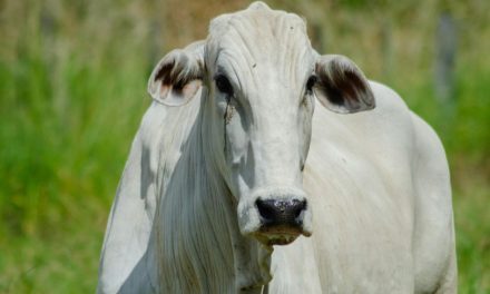 Built for the Florida Heat: Meet the Brahman Cattle at Wild Florida