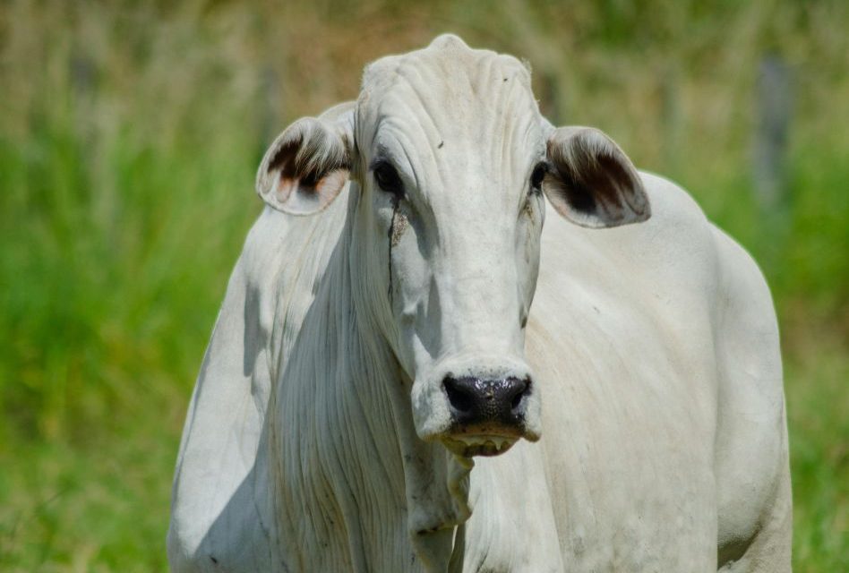 Built for the Florida Heat: Meet the Brahman Cattle at Wild Florida