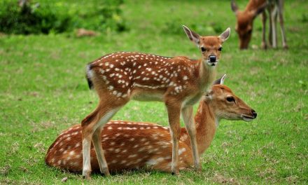 Spots Aren’t Just for Fawns: Meet the Sika Deer at Wild Florida