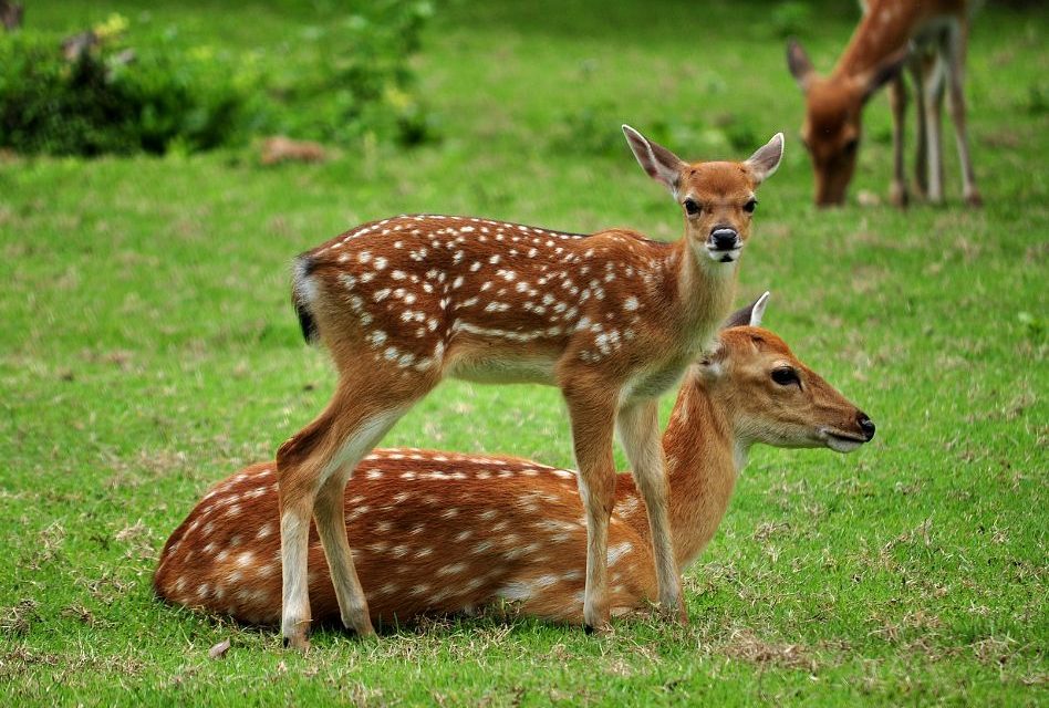 Spots Aren’t Just for Fawns: Meet the Sika Deer at Wild Florida