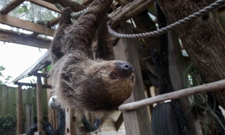 Slow Down and Meet One of Wild Florida’s Most Lovable Residents: The Two-Toed Sloth
