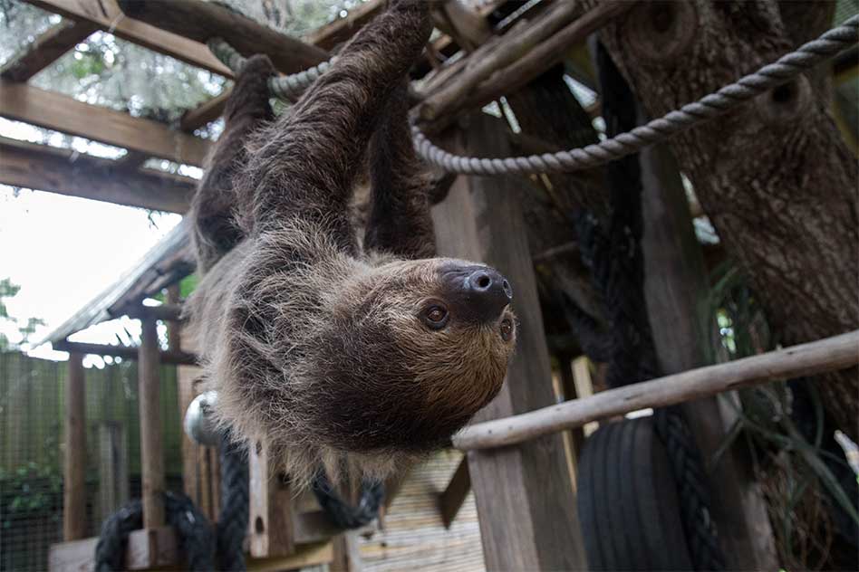 Slow Down and Meet One of Wild Florida’s Most Lovable Residents: The Two-Toed Sloth