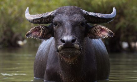 Built for the Water: Meet the Mighty Water Buffalo at Wild Florida