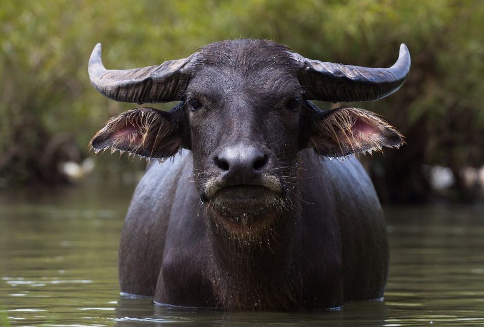 Built for the Water: Meet the Mighty Water Buffalo at Wild Florida